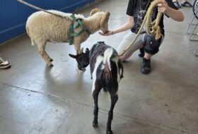 Immersion en atelier de zoothérapie…